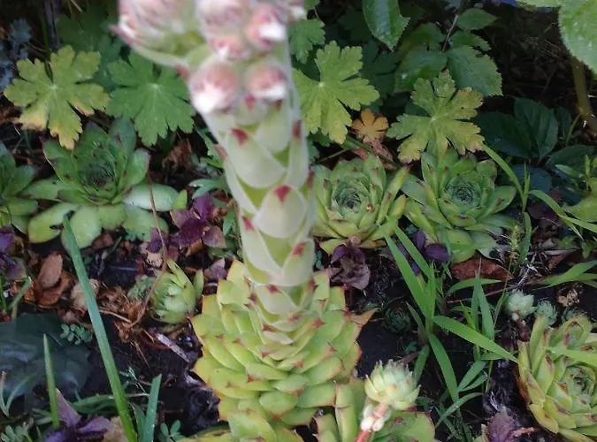 Kalia, Sunny * Sunny Beach