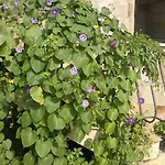 Apartmán Kalia, Sunny *