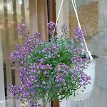 Kalia, Sunny * Sluneční pobřeží