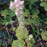 Kalia, Sunny * Sluneční pobřeží