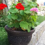 Apartmán Kalia, Sunny Sluneční pobřeží