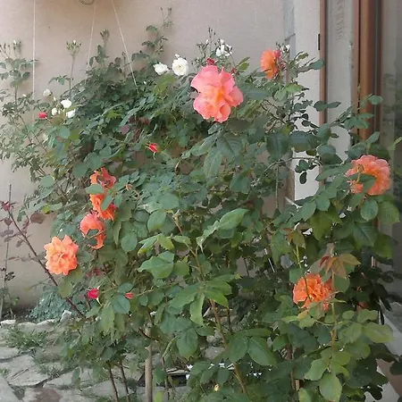 Kalia, Sunny *
