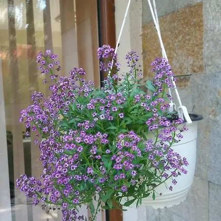 Kalia, Sunny * Słoneczny Brzeg