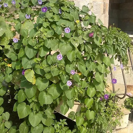 Appartement Kalia, Sunny *