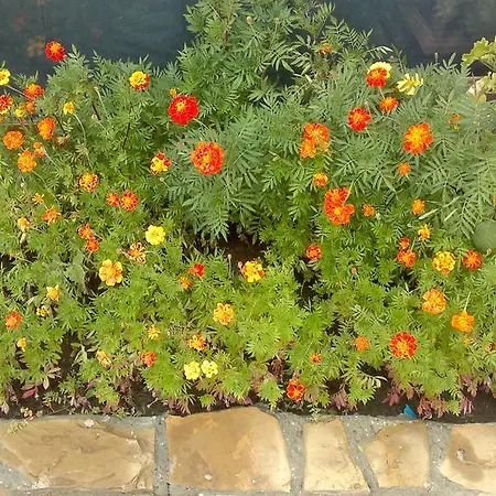 Kalia, Sunny Appartement *