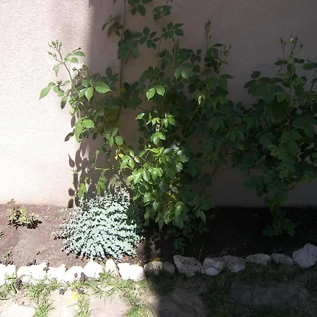 Kalia, Sunny Apartament Słoneczny Brzeg