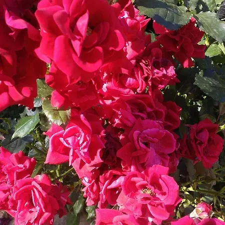 Appartement Kalia, Sunny Sunny Beach