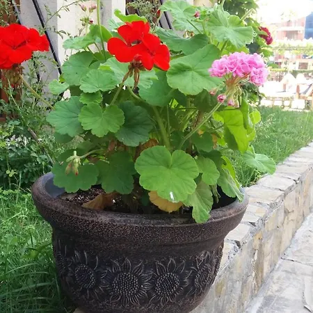 Apartament Kalia, Sunny Słoneczny Brzeg