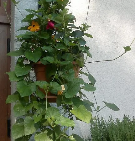 Kalia, Sunny 公寓 阳光海滩