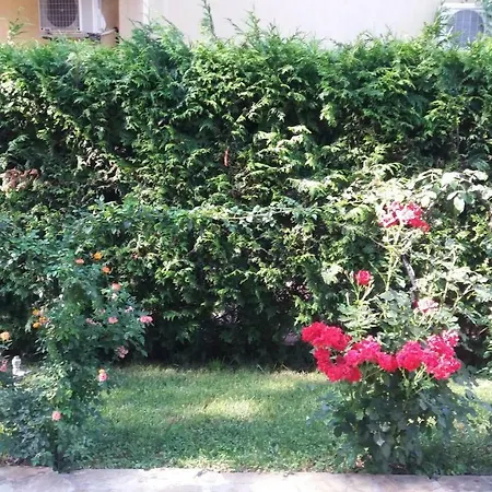 Kalia, Sunny 阳光海滩