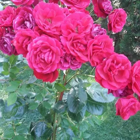 Kalia, Sunny 公寓 *