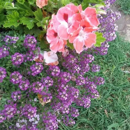 Kalia, Sunny 阳光海滩