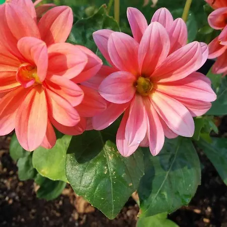 公寓 Kalia, Sunny *